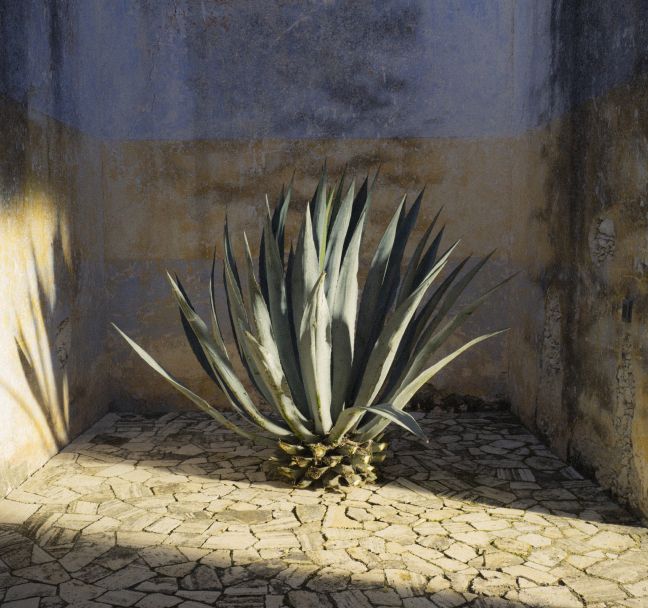 From the agave heart of Mexico